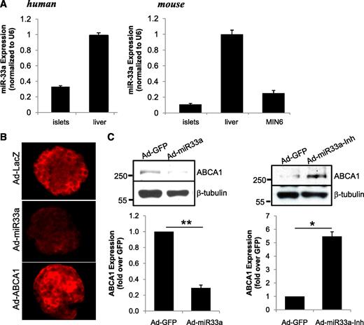 FIG. 1. miR-33a modulates ABCA1 expression in pancreatic islets. A: Quantitative PCR analysis of miR-33a expression in human and wild-type mouse islets and liver and MIN6 mouse insulinoma cell line. B: Immunostaining for ABCA1 (red) in fixed and permeabilized wild-type mouse islets infected with LacZ, miR-33a, or ABCA1 adenovirus (Ad). C: ABCA1 expression as assessed by Western blot in wild-type mouse islets infected with recombinant Ad-expressing GFP, miR-33a (n = 3), or miR-33a-Inh (n = 3). Quantified values are normalized to β-tubulin. *P < 0.05, **P < 0.01. (A high-quality digital representation of this figure is available in the online issue.)