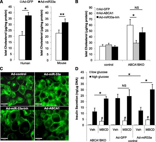 FIG. 3. miR-33a modulates pancreatic islet cholesterol levels. Total cholesterol in human (n = 3), wild-type mouse islets (n = 4) (A) and control ABCA1 floxed (n = 6) and ABCA1BKO (n = 5) islets (B) infected with GFP, miR-33a, ABCA1, or miR-33a-Inh adenovirus (Ad). Quantified values are normalized to protein. C: Filipin (green) staining in live MIN6 cells infected with empty vector control, miR-33a, miR-33a-Inh, or ABCA1 Ad. D: Insulin secretion in GFP or miR-33a Ad-infected control ABCA1 floxed (n = 3) or ABCA1BKO (n = 4) islets treated with or without 10 mmol/L MBCD for 30 min. Veh, vehicle. #P < 0.05 vs. untreated low glucose. Quantified values are normalized to DNA. *P < 0.05, **P < 0.01, NS: not significant (P > 0.05). (A high-quality digital representation of this figure is available in the online issue.)