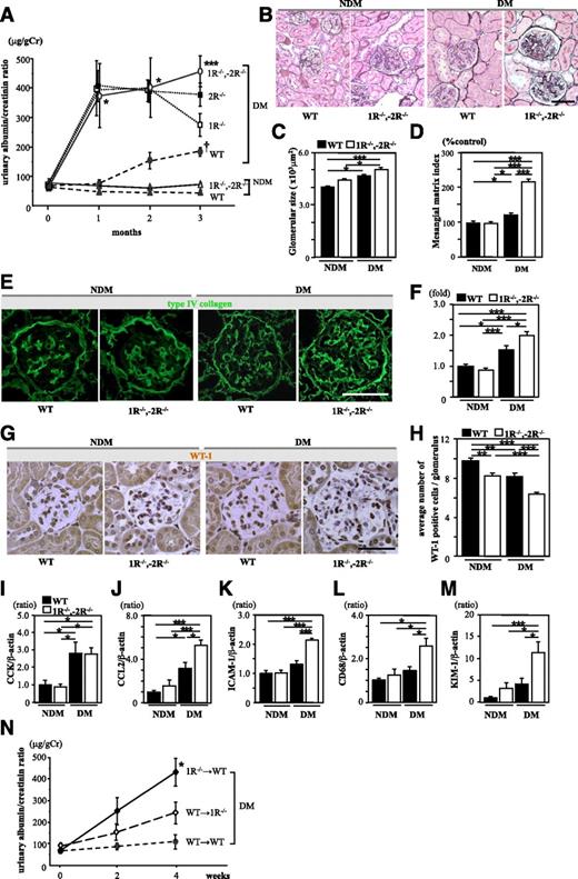 FIG. 2. Diabetic CCK-1R−/−,-2R−/− mice exhibited increased albuminuria and enhanced proinflammatory genes in the kidney. A: Time course of urinary albumin/creatinine ratio (UACR). The UACR of diabetic CCK-1R−/−,-2R−/− mice (○) was markedly increased as compared with that of diabetic WT mice (●) (n = 7/group). The UACR of CCK-1R−/−,-2R−/− mice was higher than that of CCK-1R−/− mice (□) or CCK-2R−/− mice (■) at 3 months. *P < 0.05 vs. diabetic WT and nondiabetic groups; ***P < 0.001 vs. diabetic WT and nondiabetic groups; †P < 0.05 vs. nondiabetic groups. B: PAM staining of the kidney at 3 months. Scale bars, 50 μm. C: Glomerular hypertrophy was observed in both diabetic groups as compared with nondiabetic WT mice (n = 5/group). *P < 0.05; ***P < 0.001. D: The mesangial matrix index, calculated by the PAM-positive area in the tuft area, was significantly increased in diabetic CCK-1R−/−,-2R−/− mice as compared with the other three groups. Ten randomly selected glomeruli per mouse were examined (n = 5/group). *P < 0.05; ***P < 0.001. E: Expression of type IV collagen in kidney tissue. Scale bars, 50 μm. F: Collagen IV-positive area in glomeruli (folds versus the nondiabetic WT group). Type IV collagen was significantly increased in the diabetic CCK-1R−/−,-2R−/− group compared with the diabetic WT group. Fifteen randomly selected glomeruli per mouse were examined (n = 4/group). *P < 0.05; ***P < 0.001. G: Expression of WT-1 in glomeruli. H: The average number of WT-1–positive cells in glomeruli. Podocyte loss was significantly increased in diabetic CCK-1R−/−,-2R−/− mice as compared with the other three groups. Twenty randomly selected glomeruli per mouse were examined (n = 4/group). Values are the means ± SEM. **P < 0.01; ***P < 0.001. Scale bars, 50 μm. I–L: Expression of CCK and proinflammatory genes in the renal cortex. Expression of CCK was significantly increased to similar levels in both diabetic groups compared with the nondiabetic groups, whereas the expressions of CCL2, ICAM-1, and CD68 were significantly upregulated only in the diabetic CCK-1R−/−,-2R−/− group (n = 6/group). Values are presented as ratio of nondiabetic WT. Results (mean ± SEM) are representative of three independent experiments. M: Expression of KIM-1 gene in the kidney. Expression of KIM-1 was significantly increased in diabetic CCK-1R−/−,-2R−/− mice as compared with the other three groups (n = 6/group). Values are presented as the ratio of nondiabetic WT. Results (mean ± SEM) are representative of three independent experiments. N: Time course of UACR after induction of diabetes. The UACR of WT mice that received a bone marrow transplant from CCK-1 receptor-deficient mice (1R−/− →WT; ♦) was markedly increased after induction of diabetes as compared with that of other groups. WT→WT (●), WT mice that received a BMT from WT mice; WT→1R−/− (◇), CCK-1 receptor-deficient mice that received a BMT from WT mice. Values are the means ± SEM. *P < 0.05 vs. other groups. (A high-quality digital representation of this figure is available in the online issue.)
