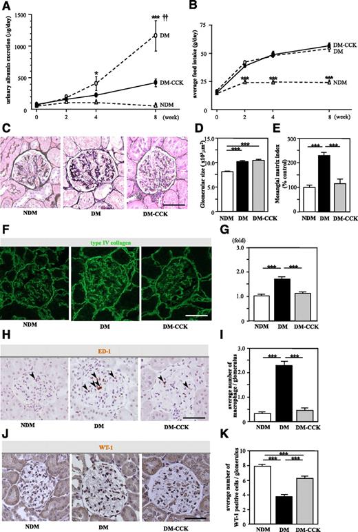 FIG. 4. CCK-8S ameliorates urinary albumin excretion and inhibits macrophage infiltration in glomeruli. A: Time course of urinary albumin excretion (UAE). The UAE of untreated diabetic rats (DM; ○) was increased progressively compared with that in nondiabetic rats (NDM; △), whereas it was suppressed in CCK-8S–treated diabetic rats (DM-CCK; ●) at week 8 (n = 7/group). Values are the means ± SEM. *P < 0.05 vs. NDM; ***P < 0.001 vs. NDM; ††P < 0.01 vs. DM-CCK. B: There was no difference in the amount of food intake between DM (○) and DM-CCK (●). ***P < 0.001 vs. DM and DM-CCK. Values are the means ± SEM. C: PAM staining of the kidney at 8 weeks. D: Glomerular hypertrophy was observed in both diabetic groups as compared with nondiabetic rats. Values are the means ± SEM. ***P < 0.001. E: Mesangial matrix index was ameliorated in CCK-8S–treated diabetic rats compared with untreated diabetic rats. Values are the means ± SEM. ***P < 0.001. Fifteen randomly selected glomeruli per rat were examined (n = 5/group). F: Expression of type IV collagen in kidney tissue. G: Type IV collagen-positive area in glomeruli (folds versus NDM). Type IV collagen was significantly increased in the DM compared with the DM-CCK group. Fifteen randomly selected glomeruli per rat were examined (n = 4/group). Values are the means ± SEM. ***P < 0.001. H: Macrophage infiltration into glomeruli at 8 weeks. Arrowheads indicate macrophages. I: The average number of intraglomerular macrophages. Macrophage infiltration into glomeruli was remarkable in the DM, whereas it was minimal in the DM-CCK group. Twenty randomly selected glomeruli per rat were examined (n = 4/group). Values are the means ± SEM. ***P < 0.001. J: Expression of WT-1 in glomeruli. K: The average number of WT-1–positive cells in glomeruli. Podocyte loss was inhibited in CCK-8S–treated diabetic rats compared with untreated diabetic rats. Twenty randomly selected glomeruli per rat were examined (n = 4/group). Values are the means ± SEM. ***P < 0.001. Scale bars, 50 μm. (A high-quality digital representation of this figure is available in the online issue.)