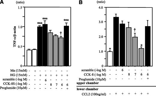 FIG. 6. CCK-8S suppresses both expression of TNF-α and chemotaxis in THP-1 cells. A: THP-1 cells were cultured under different conditions for 72 h. CCK-8S inhibited HG-induced TNF-α expression in THP-1 cells (n = 5 each). Values are presented as the ratio of HG group. ***P < 0.001 vs. the NG and Mn groups; †P < 0.05 vs. the HG, scrambled peptide, and proglumide (a nonselective CCK receptor antagonist) groups. B: CCK-8S blocks the CCL2-induced chemotaxis in THP-1 cells (n = 5 per group). Values are presented as the ratio of untreated group. *P < 0.05 vs. the CCL2, CCL2 with scrambled peptide, and CCL2 with proglumide groups; †P < 0.05 vs. the CCL2 group. Results (means ± SEM) are representative of two to three independent experiments.