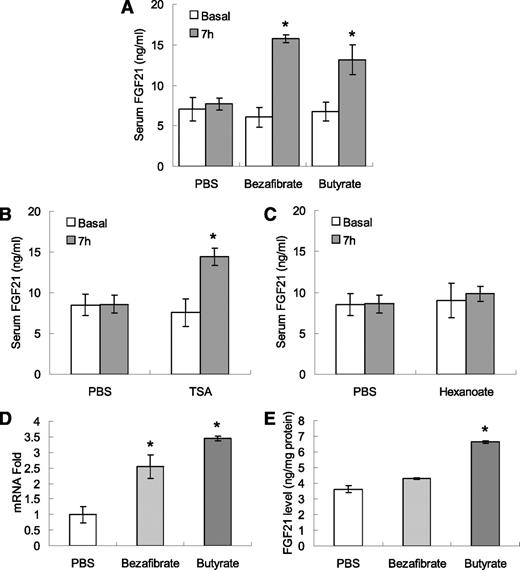FIG. 2. Butyrate administration increases serum and hepatic FGF21 in obese mice. A: Serum FGF21 concentrations at basal level and 7 h after butyrate injection in obese mice (n = 8). B: Serum FGF21 concentrations at basal levels and 7 h after TSA injection in obese mice (n = 5–6). C: Serum FGF21 concentrations at basal levels and 7 h after hexanoate injection in obese mice (n = 5–6). D: FGF21 mRNA expressions in the liver of obese mice at 2 h after butyrate injection (n = 4). E: FGF21 protein levels in the liver of obese mice at 2 h after butyrate injection (n = 4). Data are mean ± SEM. In A and B, *P < 0.05 vs. basal. In D and E, *P < 0.05 vs. PBS.