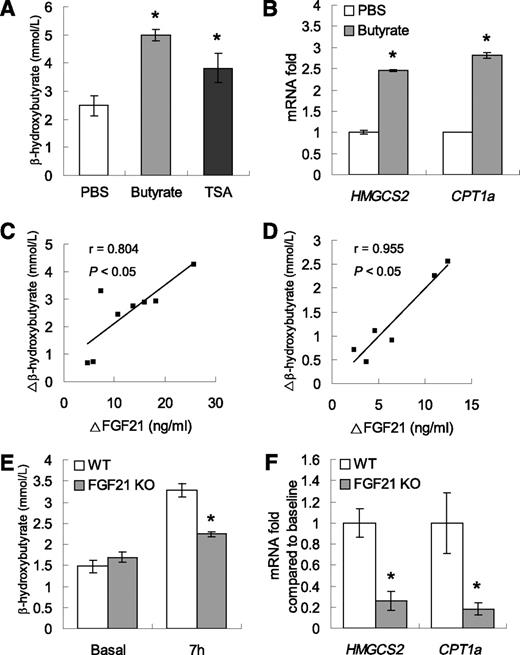 FIG. 3. Butyrate administration enhances ketogenesis via induction of FGF21. A: Serum β-hydroxybutyrate concentrations at 7 h after butyrate injection in obese mice. B: Ketogenic gene (HMGCS2 and CPT1a) mRNA expressions in the liver of obese mice. *P < 0.05 vs. PBS. C: Correlations of increasing values of serum β-hydroxybutyrate with increasing values of serum FGF21 in obese mice treated with butyrate. D: Correlations of increasing values of serum β-hydroxybutyrate with increasing values of serum FGF21 in obese mice treated with TSA. Data are mean ± SEM (n = 6–8). E: Serum β-hydroxybutyrate concentrations at basal levels and 7 h after butyrate injection in the FGF21 KO and WT mice. F: Ketogenic gene (HMGCS2 and CPT1a) mRNA expressions after butyrate injection compared with baseline in the liver of FGF21 KO and WT mice. Data are mean ± SEM (n = 5). *P < 0.05 vs. WT.