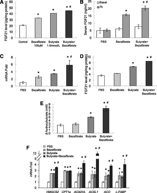 FIG. 7. Butyrate enhances PPAR-α agonist activity in the stimulation of FGF21 expression. A: FGF21 protein expression in HepG2 cells. FGF21 protein was determined in the whole-cell lysate by enzyme-linked immunosorbent assay (ELISA) after HepG2 cells were treated with bezafibrate and butyrate. *P < 0.05 vs. control; #P < 0.05 vs. bezafibrate. B: Serum FGF21 concentration. Serum FGF21 was determined in obese mice at 7 h after treatment with bezafibrate (100 mg/kg body wt) and butyrate (500 mg/kg body wt) (n = 5–6). *P < 0.05 vs. basal; #P < 0.05 vs. bezafibrate. C: FGF21 mRNA in the liver of obese mice. The liver tissue was collected at 2 h after the mice were treated with bezafibrate and butyrate (n = 4). The mRNA expression was determined in qRT-PCR. D: Protein level in the liver. FGF21 protein was determined in the liver tissue by ELISA. E: Serum β-hydroxybutyrate concentration at 7 h after butyrate and bezafibrate injection in obese mice (n = 5–6). F: Genes associated with ketogenesis and fatty acid oxidation (HMGCS2, CPT1a, ACADVL, ACSL1, ACO, and L-FABP) mRNA expressions in the liver. Data are mean ± SEM. *P < 0.05 vs. PBS; #P < 0.05 vs. bezafibrate.