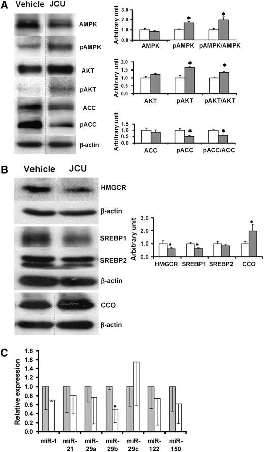 FIG. 3. A and B: Expression of hepatic signaling enzymes detected by Western blot. Fresh liver specimens were obtained from the male ZDF rats at the end of the 2-month follow-up period after discontinuing the 2-week treatment with JCU (n = 7, filled bar) or vehicle (n = 6, open bar). Total protein samples were isolated from the fresh liver specimens and then probed with primary antibodies by Western blotting. A: Relative expression levels of AMPK, pAMPK, AKT, pAKT, ACC, and pACC. B: Relative expression levels of HMGCR, SREBP1, SREBP2, and CCO. C: Relative expression levels of miRNA markers in liver. The miRNA samples were isolated from fresh liver specimens collected at the end of 2-month observation after discontinuing the 2-week treatment with JCU (open bar) or vehicle (filled bar). Expression levels of the seven miRNA markers were detected by reverse transcript and quantitative real-time PCR. Data are mean ± SD. *P < 0.05.