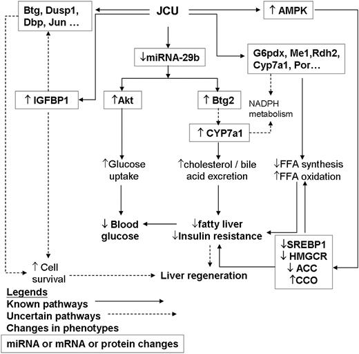 FIG. 4. Possible mechanisms for the sustained and pluripotent effects of JCU in ZDF rats. The pluripotent effects of 2-week treatment with a berberine-containing three-herb formula on expression of mRNA, miRNA, and proteins in liver cells of ZDF rats killed 2-months posttreatment, which included 1) increased expression of AMPK with reduced lipid synthesis and increased lipid oxidation, 2) increased Akt expression possibly via repression of miR-29b with increased IGFBP1 expression and increased insulin signaling resulting in enhanced glucose uptake, 3) increased CYP7a1 expression possibly via increased Btg2 (a coregulator of transcription) expression through repression of miR-29b with increased cholesterol conversion to bile acid, 4) increased expression of a gene network implicated in the cell cycle either directly or through expression of IGFBP1, and 5) increased expression of gene networks implicated in NADPH use resulting in lipid oxidation either directly or indirectly through expression of CYP7a1. These concerted and multilayered changes in genome expression are expected to attenuate insulin resistance, improve intermediary metabolism, ameliorate liver fat accumulation, reduce hepatocyte degeneration, and promote cellular regeneration. FFA, free fatty acid.