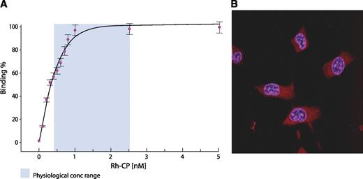 FIG. 1. A: Binding of rhodamine (Rh)-labeled C-peptide (CP) to membranes of human renal tubular cells. Fractional saturation of the membrane-bound ligand is presented as a function of the C-peptide concentration in the surrounding medium. The light blue area represents the physiological concentration (conc) range. Data are from Ref. 13. B: Intracellular distribution of Rh-labeled C-peptide examined with confocal microscopy. Swiss 3T3 fibroblasts were incubated with Rh-labeled C-peptide (1 μmol/L) for 30 min at 37°C. Overlay graph of nuclear staining with Hoechst dye 33342 (1 μg/mL, blue) and Rh-labeled C-peptide staining (red). Treatment with Rh alone did not result in cytosolic or nuclear staining. Reprinted with permission from Lindahl et al. (19). (A high-quality digital representation of this figure is available in the online issue.)