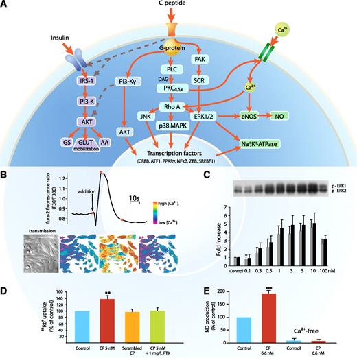 FIG. 2. A: General overview of intracellular signaling by C-peptide. C-peptide interaction with cell membranes is accompanied by activation of a pertussis toxin–sensitive G-protein. Subsequently, there is influx of Ca2+ and activation of eNOS, resulting in NO formation. PLC and specific isomers of PKC are also activated, as well as the MAPK complex. As a result, there is activation and induction of Na+,K+-ATPase, as well as DNA binding of several transcription factors, resulting in augmented eNOS mRNA formation and increased eNOS protein synthesis. Phosphoinositide 3-kinase (PI3-K)γ is also activated, giving rise to PPAR-γ–mediated transcriptional activity. In addition, there is evidence to indicate that C-peptide may interact synergistically with the insulin signaling pathway, as indicated by dashed lines. IRS-1, insulin receptor substrate 1; GS, glycogen synthesis; AA, amino acid uptake; DAG, diacylglycerol; FAK, focal adhesion kinase. B: Representation of [Ca2+]i in fura-2/AM-loaded human renal tubular cells stimulated with 5 nmol/L human C-peptide. Top panel: Tracing of the 340:380 fluorescence ratio before and during C-peptide exposure; bottom panel: cell images in transmission light (first panel) and in color code (next three panels) representing [Ca2+]i at the time points shown by the spot indicators (red) in the trace above. Reprinted with permission from Shafqat et al. (14). C: Effect of varying concentrations of C-peptide on ERK1/2 phosphorylation. Top panel: Human renal tubular cells were serum starved overnight and stimulated with human C-peptide, and cell lysates were subjected to Western blot analyses to determine ERK1/2 phosphorylation. Amount of phosphorylated (p-)ERK1/2 in the densitometric quantification is expressed as fold increase vs. control. Reprinted with permission from Zhong et al. (15). D: Effect of C-peptide and inhibitors on ouabain-sensitive 86Rb+ uptake indicating Na+,K+-ATPase activity. Primary human renal tubular cells were incubated with C-peptide (red bar), scrambled C-peptide (orange bar), or C-peptide plus pertussis toxin (PTX) (green bar) for 10 min. **P < 0.01 vs. control (blue bar). Data are from Ref. 25. E: Effect of C-peptide on the NO release from bovine aortic endothelial cells in the presence and absence of Ca2+. ***P < 0.001 vs. control. Data are from Ref. 28. (A high-quality digital representation of this figure is available in the online issue.)
