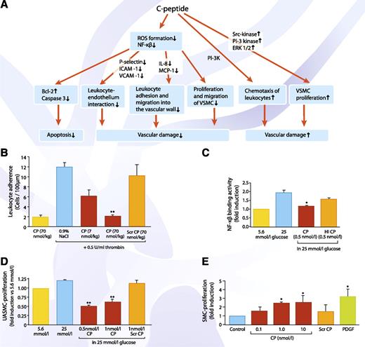 FIG. 3. A: Overview of C-peptide’s cytoprotective, antiapoptotic, and anti-inflammatory effects. B: Leukocyte adherence in the rat mesenteric microvasculature after superfusion of the mesentery with 0.5 units/mL thrombin. Bars show number of adhering leukocytes per 100 μm postcapillary venular endothelium after an intravenous bolus administration of C-peptide (red bars) or scrambled C-peptide (orange bar). Data are means ± SE for number of adherent cells observed at 120 min in each group (n = 6). **P < 0.01 vs. control (blue bar). Data are from Ref. 34. C: Effect of C-peptide on binding activity of NF-κB p50. Human aortic endothelial cells were cultured in low (5.6 mmol/L) or high (25 mmol/L) glucose in the presence or absence of 0.5 nmol/L C-peptide. In cells exposed to high glucose (blue bar), there was a twofold increase in NF-κB p50 nuclear translocation compared with cells in low glucose (yellow bar). A decrease in NF-κB p50 nuclear translocation was observed in the presence of C-peptide (red bar) (*P < 0.05 vs. high glucose alone), while heat-inactivated C-peptide (orange bar) had no significant effect. Data are from Ref. 35. D: C-peptide reduces high glucose–induced proliferation of umbilical artery smooth muscle cells. Cells were incubated with 5.6 or 25 mmol/L glucose (yellow and blue bars, respectively) in the presence or absence of C-peptide and assayed for cell proliferation. C-peptide (red bars) reduced high glucose–induced umbilical artery smooth muscle cell proliferation (**P < 0.01 vs. high glucose), while addition of scrambled C-peptide (orange bar) had no significant effect. Data are from Ref. 37. E: C-peptide induces vascular smooth muscle proliferation. Human aortic smooth muscle cells were stimulated with different concentrations of human C-peptide (red bars) for 24 h before cell proliferation was assessed by [3H]thymidine incorporation. Scrambled C-peptide (10 nmol/L; orange bar) was used as a negative and platelet-derived growth factor (10 ng/mL) as a positive control. Data are expressed as fold induction of unstimulated cells. *P < 0.05 vs. control. Data are from Ref. 40. ROS, reactive oxygen species; ICAM-1, intercellular adhesion molecule 1; VCAM-1, vascular adhesion molecule 1; MCP-1, monocyte chemoattractant protein 1; VSMC, vascular smooth muscle cell; CP, C-peptide; Scr, scrambled; HI, heat inactivated; UASMC, umbilical artery smooth muscle cells; VSM, vascular smooth muscle; PDGF, platelet-derived growth factor; PI-3K, phosphoinositide 3-kinase.