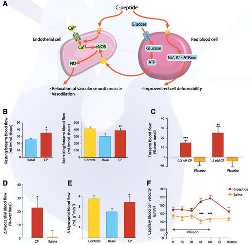 FIG. 4. A: Circulatory effects of C-peptide. C-peptide stimulates Ca2+ uptake by endothelial cells, leading to increased expression and activity of eNOS and increased production of NO. NO elicits relaxation of vascular smooth muscle cells and vasodilation. In erythrocytes, C-peptide increases uptake of glucose and subsequent release of ATP, which in turn stimulates NO production in endothelial cells. In addition, C-peptide improves the erythrocyte deformability by enhancing Na+,K+-ATPase activity. B: Resting forearm blood flow measured by a plethysmographic method in 11 patients with type 1 diabetes. Left panel: C-peptide infusion (6 pmol/kg/min; red bar) increased basal blood flow (blue bar) by 38% (*P < 0.05). Data are from Ref. 48. Right panel: Exercising forearm blood flow determined by indicator diffusion technique before and during C-peptide administration. Forearm blood flow during exercise was reduced in diabetic patients (blue bar) compared with healthy control subjects (yellow bar). When exercise was repeated during intravenous C-peptide infusion (6 pmol/kg/min), blood flow was found to rise by 28% in the diabetic patients (n = 12, **P < 0.01 vs. basal state) and become similar to that of healthy control subjects. Data are from Ref. 4. C: Forearm blood flow in 10 type 1 diabetic patients was measured using venous occlusion plethysmography during 60-min intravenous infusion of C-peptide at increasing rate (red bars) or NaCl (placebo; orange bar). In the C-peptide–treated groups, forearm blood flow increased by 15 ± 3% (0.3 nmol/L C-peptide, ***P < 0.001 vs. baseline) and 25 ± 6% (1.1 nmol/L C-peptide, **P < 0.01 vs. baseline), respectively. Data are from Ref. 49. D: Effect of C-peptide on myocardial blood flow in patients with type 1 diabetes (n = 8). The figure shows percent increase in resting myocardial blood flow, as estimated by contrast echocardiography, during infusion of C-peptide (red bar) or saline (orange bar). *P < 0.05. Data are from Ref. 50. E: Effect of C-peptide on adenosine-stimulated myocardial vasodilation in 10 type 1 diabetic and 10 healthy individuals. The graph indicates the difference between basal and adenosine-stimulated myocardial blood flow measured by positron emission tomography technique in patients before (blue bar) and during (red bar) C-peptide infusion and in healthy subjects (yellow bar). *P < 0.05. Data are from Ref. 51. F: Erythrocyte capillary velocity in skin circulation of type 1 diabetic patients (n = 19) receiving C-peptide infusion (8 pmol/kg/min) vs. saline infusion. ***P < 0.001. Reprinted with permission from Forst et al. (52). CP, C-peptide.