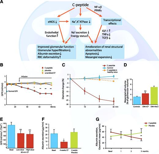 FIG. 5. A: Schematic overview of C-peptide’s effect on diabetes-induced functional and structural renal abnormalities. B: Mean GFR in STZ-induced diabetic rats treated with C-peptide, placebo, or scrambled C-peptide. The arrow indicates the start of infusions of either C-peptide (0.5 nmol/min/kg) or scrambled C-peptide. *P < 0.05, **P < 0.01 vs. placebo. Data are from Ref. 53. C: The effect of C-peptide (5 nmol/L) on the diameter of afferent glomerular arterioles in healthy and hyperglycemic STZ-induced diabetic mice compared with control animals. Data are means ± SE. Data are from Ref. 54. D: Effect of C-peptide administration (50 pmol/kg/min) for 4 weeks on mesangial matrix volume in STZ-induced diabetic rats (DM). The placebo-treated group (green bar) showed a mesangial matrix fraction that was more than twice that in the control group (blue bar). C-peptide treatment significantly reduced the mesangial matrix fraction compared with placebo (red bar; ***P < 0.001). Data are from Ref. 57. E: C-peptide effects on glomerular hyperfiltration in 11 patients with early stage type 1 diabetes. C-peptide was given intravenously for 1 h (bolus of 25 pmol/kg/min for 1.5 min followed by 10 pmol/kg/min for 6.5 min and ending with 5 pmol/kg/min for 52 min; low dose) and then for an additional hour using a bolus and infusion rates six times those of the first infusion period (high dose). Mean values ± SEM for basal state (blue bar) and C-peptide infusion (red bars) after 60 min (red bars) are indicated. ***P < 0.001. Data are from Ref. 3. F: Effects of C-peptide administration for 4 weeks on urinary albumin excretion in 18 type 1 diabetic patients with microalbuminuria. The graph presents data for the basal state compared with C-peptide (red bar) and placebo (green bar) after 4 weeks. *P < 0.05 compared with basal state. Data are from Ref. 5. G: Effects of C-peptide administration for 3 months on urinary albumin excretion in 21 type 1 diabetic patients and microalbuminuria. Patients received C-peptide (600 nmol/24 h) or placebo for 3 months in a crossover design. Albumin excretion was significantly different between C-peptide- and placebo-treated patients after 2 months (*P < 0.05) and 3 months (**P < 0.01). Data are from Ref. 6. CP, C-peptide.