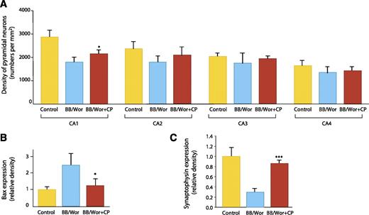 FIG. 7. A: Neuronal densities in CA1–CA4 in hippocampi from control, BB/Wor, and C-peptide–replaced BB/Wor rats (n = 4 per group). In CA1 and CA2 of BB/Wor rats, neuronal densities were significantly decreased compared with controls. C-peptide replacement resulted in a significant protection against neuronal loss in CA1. No significant differences were seen for the groups in CA3 and CA4. *P < 0.05 vs. BB/Wor rats. Data are from Ref. 74. B: The protein expression of Bax in hippocampi in four individual animals per group. Bax was significantly increased in BB/Wor rats. C-peptide replacement significantly (*P < 0.05 vs. untreated BB/Wor rats) prevented this increase. Data are from Ref. 74. C: Expression of hippocampal presynaptic synaptophysin was significantly decreased in 4-month diabetic rats and was prevented by C-peptide replacement from onset of diabetes (***P < 0.001 vs. untreated BB/Wor rats). Data are from Ref. 10.