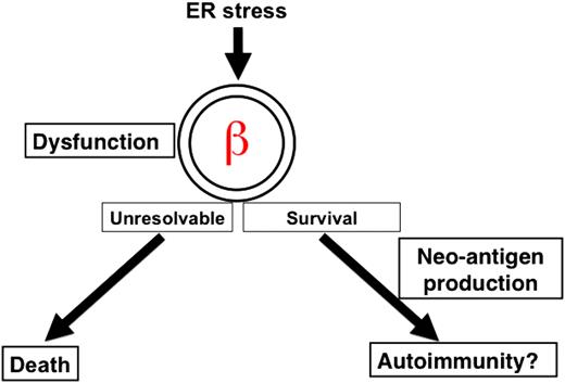 FIG. 1. ER stress as a trigger for β-cell dysfunction and autoimmunity in type 1 diabetes. ER-stressed β-cells in early type 1 diabetes could eventually die through NF-κB signaling and lead to frank diabetes. Another possibility is that ER-stressed β-cells may produce neo-autoantigens and trigger autoimmunity, leading to a severe infiltration of T cells into islets. (A high-quality color representation of this figure is available in the online issue.)