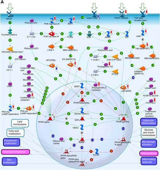 FIG. 4. Integration of the metabolomics with transcriptomics data and their superimposition to build metabolic networks. A: Metabolic network of PPAR transcription pathway, which is connected to other metabolic processes such as lipid homeostasis, glucose, fatty acid metabolism, and inflammatory response. B: Network model of downstream of insulin-signaling pathways. The metabolites and the gene names shown in red are upregulated, and the same shown in blue are downregulated during insulin deficiency. B, binding; C, cleavage; CoA, coenzyme A; Erk, extracellular signal–related kinase; HPODE, hydroperoxylinoleic acid; IE, influence on expression; MAP, mitogen-activated protein; MAPK, MAP kinase; PDGF, platelet-derived growth factor; PI3K, phosphatidylinositol 3-kinase; PKA, cAMP-dependent protein kinase; PKB, protein kinase B; P-, dephosphorylation; RXR, retinoid X receptor; SREBP1c, sterol regulatory element–binding protein 1c; T, transformation; TGF, transforming growth factor; TR, transcription regulation; +P, phosphorylation; Z, catalysis; GPCR, G protein-coupled receptor; 15d-PGJ2, deoxy-delta prostaglandin J2; PDK/PDK1, 3-phosphoinositide-dependent protein kinase -1; ACACA, acetyl-CoA carboxylase; ACSL, acyl-CoA synthetase long-chain family members; ACLY, ATP citrate lyase; BCAA, branch chain amino acid; CISY, citrate synthase; DAG, diacylglycerol; ELOVL, elongation-of-very-long-chain-fatty acids; EMT, epithelial-mesenchymal transition; BEH, ethylene-bridged hybrid; 4E-BP1, eukaryotic translation initiation factor 4E binding protein 1; FADS1, fatty acid desaturase 1; FASN, fatty acid synthase; GSK3β, glycogen synthase kinase 3; GNAS, G protein αs- dependent adenylate cyclase; GRB2, growth factor receptor-bound protein 2; H-Ras, Harvey rat sarcoma viral oncogene homolog; HGF, hepatocyte growth factor; HXK, hexokinase; HSS, high-strength silica; HODE, hydroxyoctadecadienoic acid; INSIG2, insulin-induced gene 2; IRS-1 and IRS-2, insulin receptor substrates-1 and -2; TRIP, mediator complex subunit 1; MEK/MAP1, mitogen-activated protein kinase kinase 1; NCOA1, nuclear receptor coactivator 1; NRC1/SRC1, nuclear receptor coactivator 1; N-CoR, nuclear receptor corepressor; SMRT, nuclear receptor corepressors; NUDT1, nudix (nucleoside diphosphate-linked moiety X)-type motif 1; PtdIns(3,4,5)P3, phosphatidylinositol 3,4,5-triphosphate; P13K, phospatidylinositol 3-kinase; PtdIns(4,5)P2, phosphatidylinositol 4,5-biphosphate; PGE, prostaglandin; PTGIS, prostaglandin I2 (prostacyclin) synthase; PDGHS, prostaglandin-endoperoxide synthase 2 prostaglandin G/H synthase; COX2, cyclooxygenase 2; PDHA, pyruvate dehydrogenase (lipoamide) α1; QCs, quality controls; RARs, retinoic acid receptors; RXRA, retinoid X nuclear receptor (α; SHC, Src homology 2 domain containing transforming protein 1; SHP, small heterodimer partner; SOS, son of sevenless protein homologs 1 and 2; c-Raf-1, gene homolog 1; XIAP, X-linked inhibitor of apoptosis.