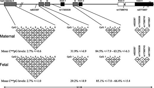 FIG. 1. Adiponectin (ADIPOQ) gene locus (chromosome 3q27). Numbers in the diamond shapes report Spearman correlation coefficients between CpG sites or linkage disequilibrium values (r2) between ADIPOQ SNPs, as computed with Haploview 4.0.