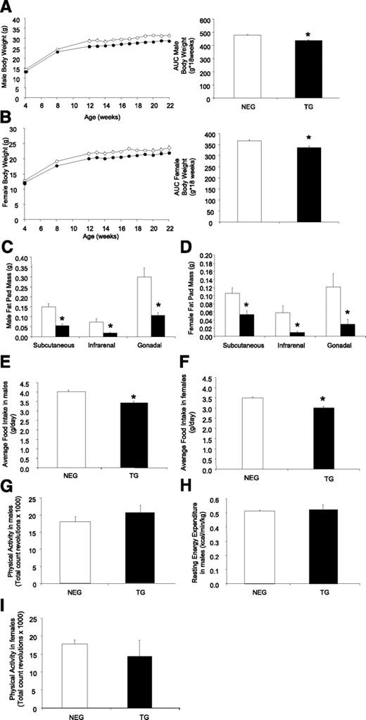 FIG. 1. Characterization of liver FBPase transgenic (TG) mice. Body weights of male negative (NEG, white circles) and TG (black circles) mice from hemizygous breeding from age 4 weeks to 22 weeks (NEG: n = 11 and TG: n = 14; AUC *P < 0.001 vs. NEG, GLM ANOVA) (A) and female NEG (white circles) and TG (black circles) mice from hemizygous breeding from age 4 weeks to 22 weeks (NEG: n = 13 and TG: n = 10; AUC *P < 0.005 vs. NEG, GLM ANOVA) (B). Fat pad mass of male hemizygous TG mice (black bars) compared with their NEG (white bars) littermates (NEG: n = 14 and TG n = 9; *P < 0.02 vs. NEG, one-way ANOVA) (C) and female hemizygous TG mice (black bars) compared with their NEG (white bars) littermates at age 24 weeks (NEG: n = 11 and TG: n = 6; *P < 0.05 vs. NEG, one-way ANOVA) (D). Average daily food intake of male hemizygous TG mice (black bars) compared with NEG (white bars) littermates (NEG: n = 21 and TG: n = 14; *P < 0.0001 vs. NEG GLM ANOVA) (E) and of female hemizygous TG mice (black bars) compared with NEG (white bars) littermates (NEG: n = 18 and TG; n = 10; *P < 0.05 vs. NEG, GLM ANOVA) (F). Physical activity (NEG: n = 7 and TG: n = 5) (G) and resting energy expenditure (n = 4 for each group) (H) in male hemizygous transgenic mice (black bars) compared with negative (white bars) littermates. I: Physical activity measurements of female hemizygous TG (black bars) compared with NEG (white bars) littermates (NEG: n = 10 and Tg: n = 4). All data expressed as mean ± SEM.