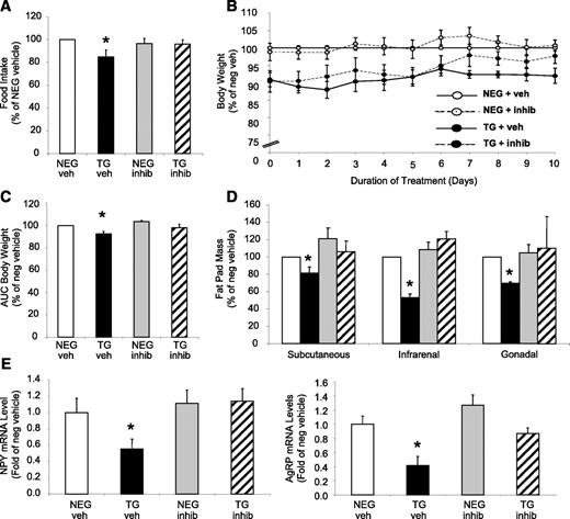 FIG. 4. Pharmacologic inhibition of FBPase in transgenic (TG) mice. Percentage daily food intake (A), body weight (B), AUC body weight (C), fat pad mass (D), and ARC neuropeptide mRNA levels (E) of FBPase inhibitor (INHIB)-treated (dashed line) and vehicle (VEH)-treated (bold line) hemizygous TG (black bars/circles) and negative (NEG, white bars/circles) littermate mice after 10 days of inhibitor (5 mg/kg) treatment (n = 4 for each group). *P < 0.05 vs. all groups, one-way ANOVA. All data expressed as mean ± SEM.