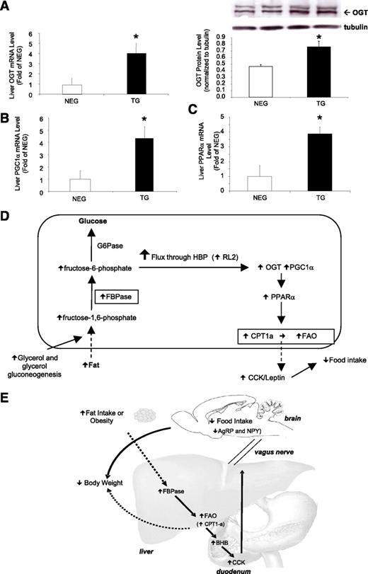 FIG. 8. Mechanism for FBPase increasing liver FAO and regulating food intake. A: Liver OGT mRNA and OGT Western blot protein levels in transgenic (TG) and negative (NEG) littermate mice using RL2 antibody (n = 4). *P < 0.05 vs. NEG. Liver PGC1-α mRNA levels (B) and PPARα mRNA levels (C) as measured by real-time PCR (n = 4). *P < 0.05 vs. NEG, one-way ANOVA. All data expressed as mean ± SEM. D: Schematic of mechanism by which FBPase increases FAO in the liver. We propose that elevated F6P increases flux through the HBP (as evidenced by an increase in OGT levels), triggering an upregulation of the FAO regulator, PGC1-α that in turn activates PPARα to activate the rate-limiting enzyme in liver FAO, CPT1-a. E: Schematic of mechanism for the overall action of liver FBPase as a regulator of appetite and adiposity. We propose that liver FBPase is upregulated by obesity and/or fat in the diet. This increase in FBPase in the liver appears to be triggering an increase in FAO from the liver, as indicated by a higher concentration of circulating BHB in the TG mice compared with the NEG littermates. BHB then stimulates CCK secretion (which may act synergistically with leptin), which acts on the CCK1R on the vagus nerve to send a signal to the brain to inhibit the appetite stimulating neuropeptides, AgRP and NPY, and in turn reduce food intake and body weight. The bold arrows indicate the proposed mechanism, and the dotted arrows show direct effects. (A high-quality color representation of this figure is available in the online issue.)