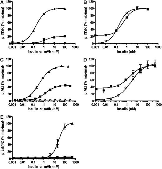 FIG. 2. XMetA is a partial agonist of the INSR that selectively activates the PI3K/Akt pathway. A: CHO-hINSR cells were incubated with increasing concentrations of either XMetA (■), isotype control antibody (○), or insulin (▲), and INSR autophosphorylation was measured by ELISA (n = 3). B: CHO-hINSR cells were incubated with either 33 nmol/L XMetA (■) or isotype control antibody (○) with increasing concentrations of insulin. INSR autophosphorylation was then measured (n = 3). C: CHO-hINSR cells were incubated with increasing concentrations of XMetA (■), isotype control antibody (○), or insulin (▲), and Akt phosphorylation was measured by ELISA (n = 3). D: CHO-hINSR cells were incubated with either 33 nmol/L XMetA (■) or isotype control antibody (○) with increasing concentrations of insulin. Akt phosphorylation was then measured (n = 3). E: CHO-hINSR cells were incubated with increasing concentrations of XMetA (■), isotype control antibody (○), or insulin (▲), and extracellular signal–related kinase (Erk)1/2 phosphorylation was measured by ELISA (n = 3). mAb, monoclonal antibody.