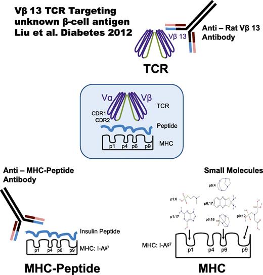 FIG. 1. Multiple approaches to therapeutically target critical diabetogenic trimolecular recognition complexes (MHC + peptide + TCR). In order to block interactions in the trimolecular complex, anti-Rat Vβ13 antibody, small molecules (20), and anti-I-Ag7-insulin peptide complex antibody (21) target TCR β-chain, MHC peptide-binding grooves, and MHC-peptide complex, respectively.
