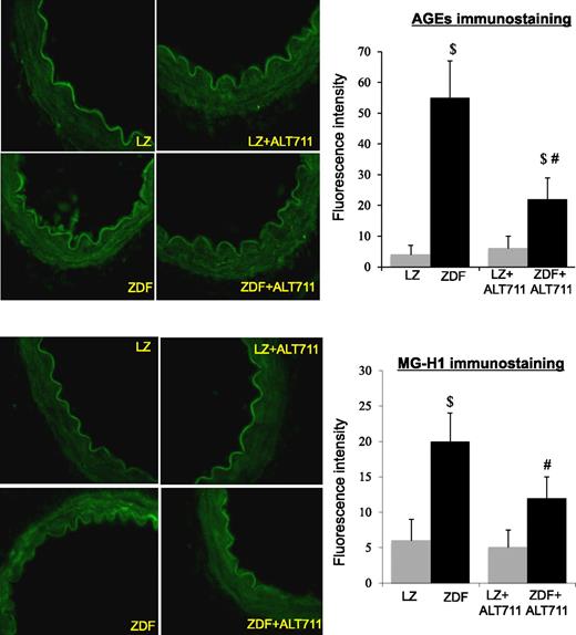 FIG. 6. Immunohistological detection of AGEs and MG-1H in HF and NF mesenteric resistance arteries isolated from ZDF or LZ rats. Values are presented as means ± SEM, n = 8 per group. #P < 0.05, ALT-711 vs. control (untreated); $P < 0.05, ZDF vs. LZ. (A high-quality color representation of this figure is available in the online issue.)