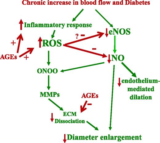 FIG. 8. Flow-mediated outward remodeling in a rat model of type 2 diabetes. A chronic increase in blood flow induces inflammation and oxidative stress. ROS associated with NO form peroxinitrite (ONOO), which activate MMPs and extracellular matrix (ECM) digestion. NO produced by eNOS after stimulation by flow (shear stress) then is able to induce diameter enlargement. In type 2 diabetes, AGE formation increases ROS formation, which reduces NO-dependent dilation. AGEs also decrease MMP activity in ZDF rats. Consequently, diameter enlargement does not occur. Green arrows refer to the pathway induced in flow-mediated outward remodeling, and red arrows point out the possible deleterious effect of AGEs. (A high-quality color representation of this figure is available in the online issue.)