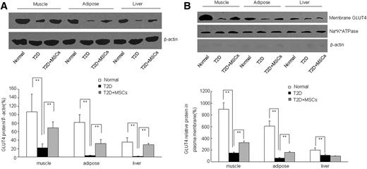 FIG. 5. Infusion of MSCs increased the expression and membrane translocation of GLUT4 in skeletal muscle, adipose tissue, and liver. A: Total GLUT4 expression in muscle, adipose tissue, and liver and quantitative analysis of relative GLUT4 levels normalized to β-actin. B: Membrane translocation of GLUT4 and quantitative analyses of relative membrane GLUT4 levels normalized to Na+-K+-ATPase. Values are means ± SE. n = 10 rats per group. **P < 0.01.