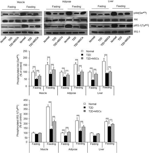 FIG. 6. MSC administration increased feeding-induced elevation of phosphorylated IRS-1 and Akt. The phosphorylated IRS-1 (Tyr612) and Akt (Ser473) in the indicated tissues were measured by immunoblotting and were normalized by total IRS-1 and Akt, respectively. The normalized values in fasting normal groups were arbitrarily designated as 100%. Values are means ± SE. n = 10 rats per group. *P < 0.05 and **P < 0.01.