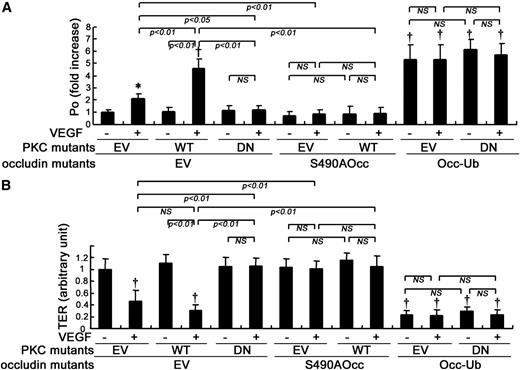 FIG. 2. The effects of PKCβ and occludin (Occ) mutants on endothelial permeability in BREC. After transfection with PKCβ and/or occludin mutants, VEGF-induced permeability in BREC was evaluated using 70 kDa dextran flux (A) or TER (B) (n = 11 to 12); *P < 0.05 vs. control; †P < 0.01 vs. control. NS, not significant.