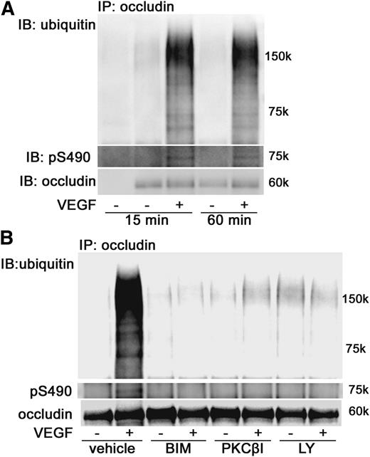 FIG. 4. PKCβ-mediated occludin modifications in rat retinas. A: Occludin IP and phospho-Ser 490 or ubiquitin blot demonstrate time course effect of VEGF treatment on these posttranslational modifications. B: PKC inhibitors BIMI, PKCβI, and LY379196 blocked VEGF-induced occludin phosphorylation on Ser490 and ubiquitination in rat retinas. These experiments were repeated three times. IB, immunoblot.