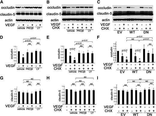 FIG. 6. PKCβ-mediated occludin reduction by VEGF. A: VEGF-induced loss of occludin content in retinas was prevented by PKCβ inhibitors. The contents of occludin (D) and claudin-5 (G) were quantified after treatment with VEGF and PKCβI or LY379196 (n = 8). B, E, and H: Occludin reduction under CHX treatment was increased by VEGF in BREC, whereas PKCβ inhibitors blocked this effect. LY, LY379196; n = 6. C, F, and I: WT-PKCβ transfection augmented VEGF-induced occludin reduction under CHX treatment in BREC, whereas DN-PKCβ transfection blocked this effect (n = 6); *P < 0.01 vs. control. NS, not significant.