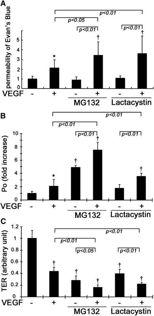 FIG. 8. VEGF-induced vascular permeability was augmented by MG132 or lactacytin. A: MG132 or lactacystin augmented VEGF-induced retinal permeability assessed by the Evan’s blue assay (n = 10–12). B and C: Treatment with both VEGF and MG132 (or lactacystin) resulted in increased endothelial permeability of 70 kDa dextran (B) and TER measurements (C) as compared with VEGF treatment alone in BREC (n = 7 to 8); *P < 0.05 vs. control; †P < 0.01 vs. control.