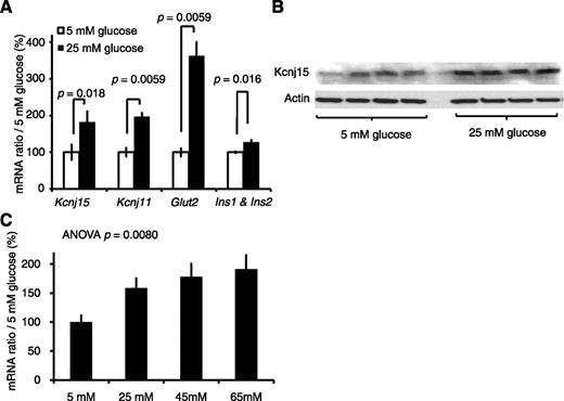 FIG. 2. Transcript was activated under high glucose conditions. A: Kcnj15, Kcnj11, Glut2, and insulin mRNA expression levels in cultured INS1 cells. Each value was normalized to the value expressed in 5 mmol/L glucose. Values are mean ± SEM (n = 5). B: Kcnj15 and actin protein levels in lysates of cultured INS1 cells in 5 and 25 mmol/L glucose (n = 4). C: Activation of human KCNJ15 gene transcription in response to different glucose concentrations (5, 25, 45, or 65 mmol/L). HEK293 cells were cultured for 72 h (n = 6).