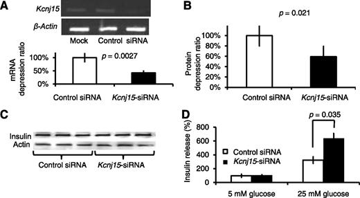 FIG. 3. Knockdown of Kcnj15 increased insulin secretion in vitro. A: Agarose gel electrophoresis of the products and real-time PCR results generated by RT-PCR using primers specific for rat Kcnj15 and β-actin. INS1 cells were transfected with PBS, control siRNA, or Kcnj15 siRNA. B: Kcnj protein levels in cultured INS1 cell lysates with and without inactivation of Kcnj15 detected by Western blotting. INS1 cells were transfected with PBS, control siRNA, or Kcnj15 siRNA. C: The protein levels of insulin and actin in cultured INS1 cell lysates detected by Western blotting. D: Relative insulin secretion with and without inactivation of Kcnj15 in INS1 cells at 5 and 25 mmol/L glucose. Results are expressed as a percentage of the value secreted with 5 mmol/L (0.98 ± 0.04 mg/mg protein) as a control. Values are mean ± SEM (n = 5).