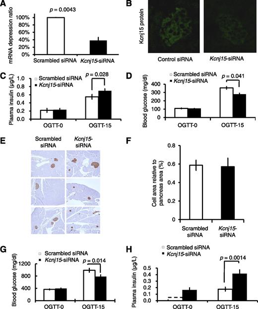 FIG. 4. Knockdown of Kcnj15 increased insulin secretion in vivo. A: Quantitative real-time PCR data showing Kcnj15 expression levels relative to that of β-actin 3 days after treatment. Values are mean ± SEM (n = 3). B: Representative images of inactivated Kcnj15 protein by siRNA injection in the pancreas. C: Plasma insulin levels before and after OGTT in Kcnj15 siRNA– and scrambled siRNA–treated C57BL/6 mice. Data are mean ± SEM (n = 5). D: Fasting blood glucose and OGTTs in Kcnj15 siRNA– and scrambled siRNA–treated C57BL/6 mice. Each female mouse was fasted overnight. Data are mean ± SEM (n = 5). E: Immunohistochemistry of the islets. Islets were stained for insulin. F: The proportion of β-cells and non–β-cells in the pancreas. Pancreatic sections were stained for insulin. Results are shown in proportion to the pancreas (%) (n = 3). G: Fasting blood glucose and OGTTs in siRNA-treated and control Akita mice. Each female mouse was fasted overnight. Data are mean ± SEM (n = 8). H: Plasma insulin levels before and after OGTTs in siRNA-treated and control Akita diabetic mice. Data are mean ± SEM (n = 4). (A high-quality digital representation of this figure is available in the online issue.)