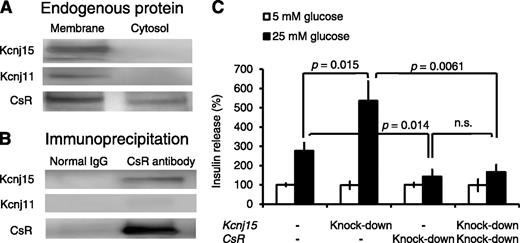 FIG. 5. Interactions of Kcnj15 and CsR in INS1 cells. A: Coimmunoprecipitation of CsR with Kcnj15 or Kcnj11 from INS1 cell lysate. The INS1 cell membrane and cytosol fractions were processed for immunoblotting with antibodies against Kcnj15, Kcnj11, or CsR to detect the endogenous proteins. B: Cell lysates were used for immunoprecipitation with the anti-CsR antibody. The immunoprecipitated samples were processed for immunoblotting with antibodies against Kcnj15, Kcnj11, or CsR. C: Relative insulin secretion with and without inactivation of Kcnj15 and/or CsR in INS1 cells at 5 and 25 mmol/L glucose. Results are expressed as a percentage of the value secreted with 5 mmol/L as a control. Values are mean ± SEM (n = 5).