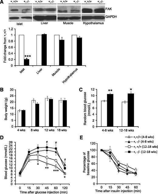 FIG. 1. Specific deletion of FAK in the pancreatic β-cells causes glucose intolerance without changes in insulin sensitivity. A: FAK expression in protein lysates of isolated islets of RIPcre+fakfl/fl mice. The expression was not affected in liver, muscle, and hypothalamus between RIPcre+fakfl/fl (■) and RIPcre+fak+/+ mice (□), as shown by Western blot; n = 3 per genotype. GAPDH, glyceraldehyde-3-phosphate dehydrogenase. B: Similar body weight between RIPcre+fak+/+ (□) and RIPcre+fakfl/fl mice (■); n >10 per genotype. C: Increased random blood glucose levels in RIPcre+fakfl/fl mice (■) compared with RIPcre+fak+/+ (□); n = 5 per genotype. D: RIPcre+fakfl/fl mice display glucose intolerance compared with RIPcre+fak+/+ littermates in both age-groups, as assessed by GTT; n = 7–10 per genotype. E: Similar peripheral insulin sensitivity as assessed by insulin tolerance test between RIPcre+fak+/+ and RIPcre+fakfl/fl mice; n = 10 per genotype. △, 4–8-week-old RIPcre+fak+/+; ▲, 4–8-week-old RIPcre+fakfl/fl; □, 12–18-week-old RIPcre+fak+/+; ■, 12–18-week-old RIPcre+fakfl/fl. *Comparison between 4–8-week-old RIPcre+fak+/+ and RIPcre+fakfl/fl islets. #Comparison between 12–18-week-old RIPcre+fak+/+ and RIPcre+fakfl/fl islets. *,#P < 0.05; **P < 0.01; ***P < 0.001. Results represent mean ± SE. +,+/+RIPcre+ fak+/+; +,−/−RIPcre+ fakfl/fl.