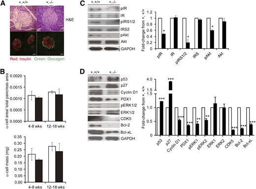 FIG. 3. Islet architecture and signal transduction pathways. A: Maintained islet architecture in RIPcre+fakfl/fl islets as assessed by H&E staining and insulin/glucagon immunofluorescent costaining on pancreatic sections from 4–8-week-old mice (original magnification ×20); n = 3 per group. Scale bars, 40 μm. B: α-Cell area was quantified by glucagon-immunostained pancreatic sections and α-cell mass showed a similar level between RIPcre+fakfl/fl mice (■) and RIPcre+fak+/+ littermates (□); n = 3 per genotype. C: Protein analysis by Western blot showed that RIPcre+fakfl/fl islets have attenuated phosphorylated IR, IRS1/2, and Akt compared with RIPcre+fak+/+ littermates. GAPDH, glyceraldehyde-3-phosphate dehydrogenase. D: Protein analysis by Western blot showed that RIPcre+fakfl/fl islets have attenuated ERK1/2 (ERK1 was referred to p44, as presented in the upper band of the Western blot image, and ERK2 was referred to p42, as presented in the bottom band of the image), cyclin D1, CDK5, Bcl-2, Bcl-xL, as well as PDX1, but increased expression of cell cycle inhibitors p53 and p27, compared with RIPcre+fak+/+ littermates. Islets were isolated from 4–8-week-old mice and used for Western blot analysis. Quantification analyses in right panel (□, RIPcre+fak+/+; ■, RIPcre+fakfl/fl); n = 3 per genotype. *P < 0.05; **P < 0.01; ***P < 0.001. Results represent mean ± SE. +,+/+, RIPcre+fak+/+; +,−/−, RIPcre+fakfl/fl. wks, weeks. (A high-quality digital representation of this figure is available in the online issue.)