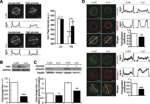 FIG. 6. Deletion of FAK in β-cells results in impaired actin depolymerization and reduced phosphorylated paxillin (pPaxillin) and talin expression levels. A: F-actin, detected by staining with Alexa Fluor 488–conjugated phalloidin, was depolymerized by high glucose (16.7 mmol/L) in β-cells from RIPcre+fak+/+ (□) but not RIPcre+fakfl/fl (■) mice. Cells were confirmed as β-cells by positive immunostaining for insulin (not shown). The peak intensity of F-actin staining at the plasma membrane was quantified and expressed as arbitrary units (a.u.); n = 72–115 β-cells from three mice for each genotype. HG, high glucose; LG, low glucose. B: Reduced talin expression in RIPcre+fakfl/fl (■) islets compared with RIPcre+fak+/+ (□) littermates; n = 3 per genotype. C: Suppressed phosphorylation of paxillin expression with or without glucose stimulation (15 mmol/L) in RIPcre+fakfl/fl (■) islets compared with RIPcre+fak+/+ (□) littermates as assessed by Western blot. Quantification analyses in bottom panel; n = 3 per genotype. D: β-Cells were stimulated by glucose (15 mmol/L) for 20 min and stained for phospho-paxillin (green) and syntaxin 1 or SNAP-25 (red); n = 3 per genotype (□, RIPcre+fak+/+; ■, RIPcre+fakfl/fl). Scale bars, 5 μm. All mice used in experiments were between 4 and 8 weeks of age. *P < 0.05; **P < 0.01; ***P < 0.001. Results represent mean ± SE. +,+/+, RIPcre+fak+/+; +,−/−, RIPcre+fakfl/fl. (A high-quality digital representation of this figure is available in the online issue.)