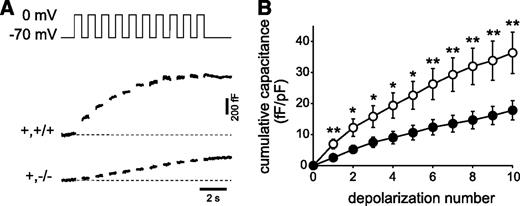 FIG. 8. Impaired exocytotic responses in FAK-deficient β-cells. A: Representative capacitance responses elicited from single β-cells from RIPcre+fak+/+ and RIPcre+fakfl/fl mice in response to a series of ten 500-ms depolarizations from −70 to 0 mV. B: Averaged data demonstrates an impaired exocytotic response in β-cells from the RIPcre+fakfl/fl mice (●) compared with those from RIPcre+fak+/+ mice (○); n = 18–24 β-cells from three mice of each genotype. All mice used in experiments were between 4 and 8 weeks of age. *P < 0.05; **P < 0.01. Results represent mean ± SE. +,+/+, RIPcre+fak+/+; +,−/−, RIPcre+fakfl/fl.