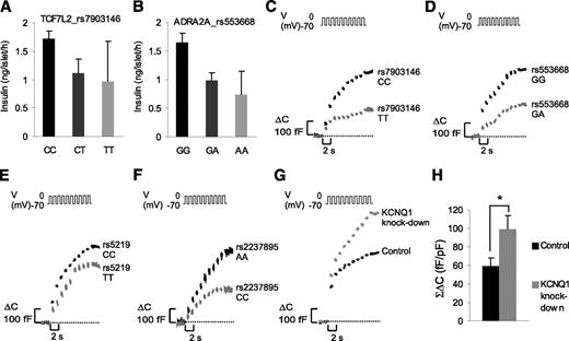 FIG. 2. Genotype effects on insulin secretion and β-cell exocytosis. A: Glucose-stimulated insulin secretion in islets from different genotype carriers of rs7903146 (T is risk allele). Data from 28 CC, 17 CT, and 2 TT carriers. B: Glucose-stimulated insulin secretion in islets from donors with different genotype for rs553668 (A is risk allele). Data from 36 GG, 12 GA, and 2 AA carriers. C–F: Depolarization-evoked increase in cell capacitance (ΔC) in β-cells representative for individuals carrying risk or nonrisk alleles for rs7903146 (TCF7L2), rs553668 (ADRA2A), rs5219 (KCNJ11), and rs2237895 (KCNQ1). G and H: Exocytotic response in human β-cells treated with control siRNA or siRNA targeting KCNQ1. Histogram shows average total exocytosis (ΣΔC) from 22 and 21 cells per group, respectively. *P < 0.05.