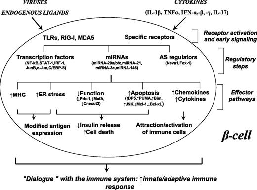 FIG. 1. A hypothetical model of the β-cell responses that contribute to insulitis and progressive loss of β-cell mass in type 1 diabetes. Locally produced cytokines (e.g., interleukin [IL]-1β, interferons -α, -β, and -γ, tumor necrosis factor-α, and IL-17) or “danger signals” provided by viruses or endogenous ligands of interferon-induced helicase 1/melanoma differentiation-associated gene 5 (IFIH1/MDA5) and other innate immune response sensors (e.g., retinoic acid–inducible gene I [RIG-I] and Toll-like receptor [TLR] 3) activate transcription factors including signal transducer and activator of transcription-1 (STAT-1) and nuclear factor-κB (NF-κB), miRNAs such as miRNA-29 a/b/c, and regulators of AS such as neuro-oncological ventral antigen 1 (Nova1). Downstream of these and other regulatory factors, there is triggering of endoplasmic reticulum (ER) stress and upregulation of the machinery for antigen presentation. This, together with changes in AS, may generate neoantigens that induce or augment β-cell recognition by the immune system. Additional signals provided by β-cells to the immune system include the production and release of chemokines and cytokines and cell death, which, in the context of local inflammation, may function as “danger signal” for the immune system. β-Cell apoptosis is regulated by key miRNAs and transcription factors and by endoplasmic reticulum stress, culminating in the activation of the intrinsic mitochondrial pathway of apoptosis. Type 1 diabetes candidate genes such as PTPN2 and MDA-5 regulate many of the different steps shown in the figure, besides their effects at the immune system level, providing a link between the genetics of type 1 diabetes and the mechanisms leading to β-cell loss. Activated immune cells, attracted by the local production of chemokines, will produce more cytokines and chemokines, perpetuating the local inflammatory response and changes in miRNAs, transcription factors, and AS. The figure was modified from ref. 5. Additional information, and supporting references, can be found in refs. 5 and 14–16. CEBP-δ, CCAAT/enhancer binding protein-δ; IRF, interferon regulatory factor; JNK, c-Jun N-terminal kinase; Pdx-1, pancreatic and duodenal homeobox 1.