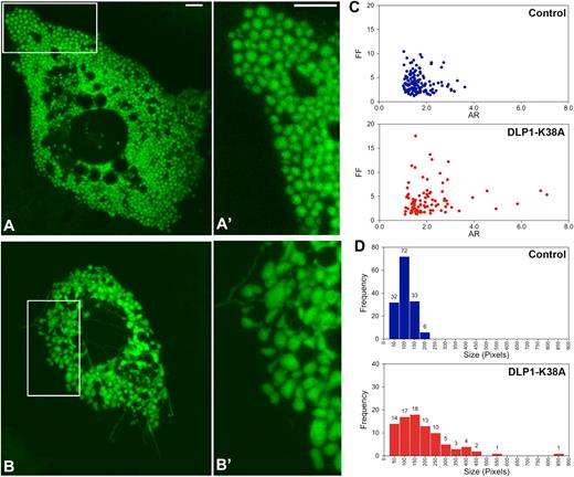 FIG. 1. DLP1-K38A expression in hepatocytes induces the formation of enlarged and interconnected mitochondria. Mitochondria in hepatocytes were visualized by mitochondrially targeted GFP using confocal microscopy. A and A′ (inset): Mitochondria in control cells were mostly spherical and oval shape. B and B′ (inset): Expression of DLP1-K38A induced mitochondrial enlargement and deformation. Filamentous tubular mitochondria are readily visible. Scale bars: 5 μm. C: Mitochondrial morphology analyses. Calculated values of the FF and AR were plotted for individual mitochondria. AR and FF representing shape circularity and complexity are both minimal in control hepatocytes, whereas both values increased upon DLP1-K38A expression. D: Frequency plots indicate small and uniform mitochondria in control hepatocytes. Larger mitochondria were more frequently found in DLP1-K38A–expressing cells. (A high-quality digital representation of this figure is available in the online issue.)