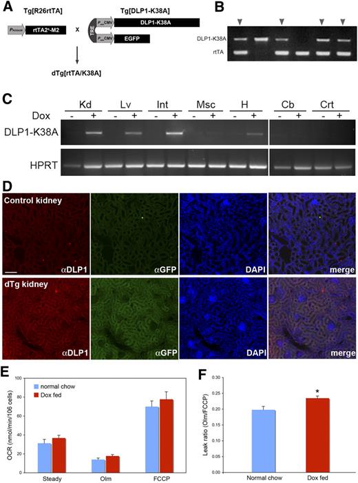 FIG. 6. New transgenic mouse model expresses DLP1-K38A. A: The double transgenic mice dTg[rtTA/K38A] were generated by crossing Tg[R26rtTA] and Tg[DLP1-K38A]. DLP1-K38A and EGFP are cis-regulated by TRE and trans-regulated by the Dox-dependent transcription factor rtTA2s-M2 that is under the control of the ROSA26 promoter. B: Transgene genotyping of a litter showing double transgenic mice carrying both DLP1-K38A and rtTA (arrowheads). C: Dox-dependent expression of DLP1-K38A in dTg[rtTA/K38A]. RT-PCR of tissues from 2-day Dox-fed mice shows the DLP1-K38A expression in kidney (Kd), liver (Lv), small intestine (Int), and heart (H). Little expression was detected in muscle (Msc) or in brain cerebellum (Cb) and cortex (Crt). D: Immunohistochemistry on the Dox-fed dTg[rtTA/K38A] kidney section shows increased levels of DLP1 and GFP. Scale bar: 25 μm. E: OCR analyses of hepatocytes from chow and Dox-fed dTg[rtTA/K38A]. Transgene expression was induced 4–5 days, and OCR was measured 2 h after hepatocyte isolation. Olm, oligomycin. F: The leak ratio indicates a statistically significant increase of proton leak in Dox-fed dTg[rtTA/K38A] (n = 15 for Dox-fed; n = 11 for normal chow-fed mice). Error bars represent SEM. *P < 0.01. (A high-quality digital representation of this figure is available in the online issue.)