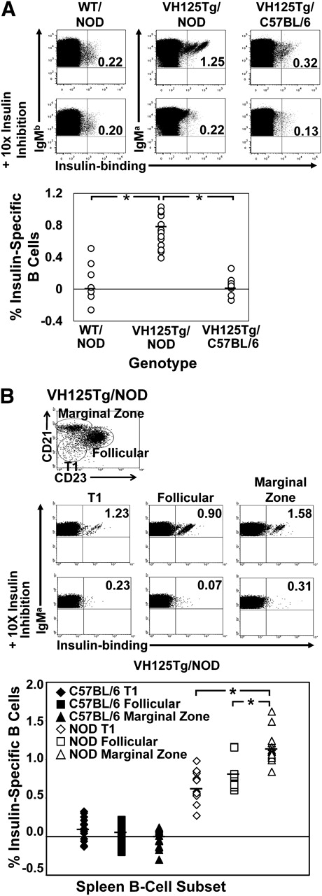 FIG. 1. Anti-insulin B cells escape central tolerance to populate transitional, follicular, and marginal zone B-cell subsets in the spleen of VH125Tg/NOD mice. Freshly isolated spleen cells from NOD or C57BL/6 VH125Tg mice were analyzed using flow cytometry to detect insulin-binding B cells. Duplicate samples were incubated with 10-fold excess unlabeled insulin to show binding specificity. The percent age of insulin-specific B cells was calculated as in RESEARCH DESIGN AND METHODS. A: Top: Representative plots, gated on B220+ IgMa+ live lymphocytes. Bottom: Independent WT/NOD, VH125Tg/NOD, or VH125Tg/C57BL/6 mice are plotted; n ≥ 7 mice, n ≥ 4 experiments. B: Top and middle: Representative plots gated on B220+ IgMa+ live lymphocytes and further gated on CD21 and CD23 expression to identify insulin-specific B cells in T1 (CD21lo CD23lo), follicular (CD21lo CD23high), or marginal zone (CD21high CD23lo) B-cell compartments. Bottom: Individual mice are plotted; black symbols are C57BL/6, and white symbols are NOD. B-cell compartments indicated as follows: T1: diamonds (♦, ◇), follicular: squares (■, □), or marginal zone: triangles (▲, △). n ≥ 14 8- to 14-week-old mice; n ≥ 2 experiments. *P < 0.001 as calculated by a two-tailed t test.