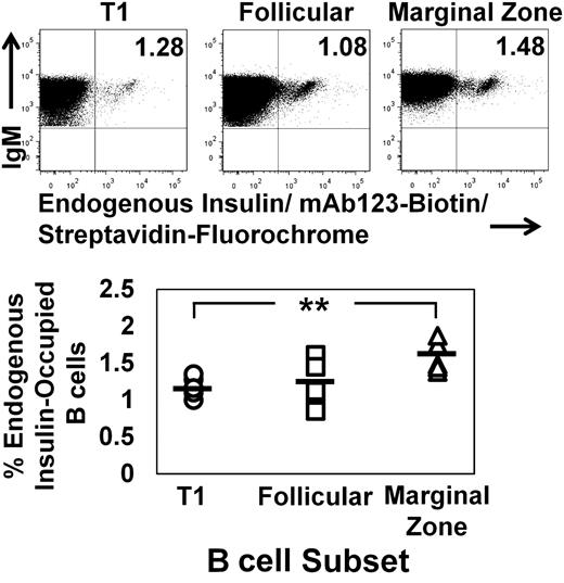 FIG. 3. Endogenous insulin autoantigen occupies the BCR of developing and mature insulin-binding B cells in the spleen. Freshly isolated splenocytes were harvested from VH125Tg/NOD mice and stained with mAb123-biotin to recognize BCRs occupied with endogenous rodent insulin. Live B220+ IgM+ lymphocytes were further gated as in Fig. 1 to identify T1 (○), follicular (□), and marginal zone (△) B-cell subsets. Top: Representative plots are shown. Bottom: Summary graphs show n = 5 6- to 12-week-old mice; n = 2 experiments.