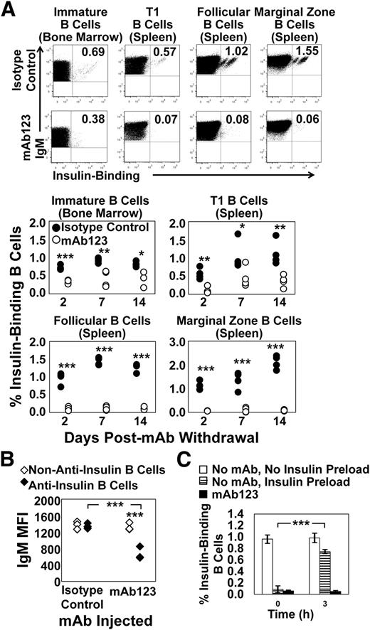 FIG. 4. Autoantigen-targeted mAb specifically eliminates insulin-binding B cells while preserving the broad repertoire. A and B: VH125Tg/NOD mice were injected i.p. with 0.1 mg of mAb123 or 0.1 mg of a mouse IgG1 isotype control antibody once weekly for 3 weeks (four 7- to 12-week-old mice per group per time point). After 2, 7, or 14 days, BM and spleens were harvested. A: Insulin-binding B cells were identified in the BM—immature B cells (B220+IgMa+CD23− live lymphocytes)—or the spleen (B220+IgMa+ live lymphocyte gated): T1 B cells (CD21lo CD23lo), follicular B cells (CD21mid CD23hi), or marginal zone B cells (CD21hi CD23mid). Top: Representative plots from 2 days after final mAb injection. Bottom: Individual mice are plotted: isotype control-treated mice (●) and mAb123-treated mice (○). B-cell subset is indicated above chart. n = 4. Similar data were obtained in at least three experiments. B: The IgMa MFI is shown for non–insulin-binding (◇) or insulin-binding (♦) immature B cells from isotype control or mAb123-treated mice from A; organs harvested 2 days after final mAb injection. C: Spleens were harvested from VH125Tg/NOD mice that were untreated (white bars) or injected i.p. weekly for 3 weeks with 0.1 mg mAb123 (black bars). As a positive control, spleens were also harvested from untreated mice, and splenocytes were incubated with 50 µg/mL insulin to competitively inhibit binding by biotinylated insulin (striped bars). Splenocytes were plated in complete media and incubated for 0–3 h at 37°C. Cells were then immediately stained with reagents reactive with B220, IgMa, and 7-aminoactinomycin D, as well as biotinylated insulin. The percentage of live B220+IgMa+ lymphocytes detected by biotinylated insulin is plotted for each condition. n = 3 mice; data are representative of two experiments. *P < 0.05; **P < 0.01; ***P < 0.001 as calculated by a two-tailed t test.
