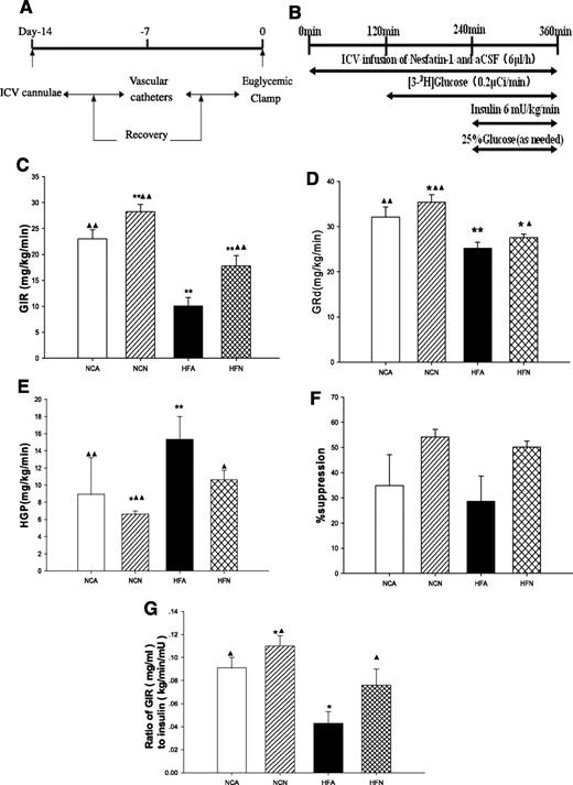 FIG. 1. Central nesfatin-1 administration increases insulin sensitivity in HFD-fed rats. Male Sprague-Dawley rats received implantation of ICV cannulae on day 0 (10 days before the in vivo study) and venous and arterial catheters on day 7. Following recovery from the surgery (day 10), rats were divided into four groups: NCA, NCN, HFA, and HFN. A: Experimental protocol for catheter implantation. B: EHC. Rats received ICV infusion of nesfatin-1 or vehicle (ACF) before and during the in vivo experiments. At 120 min, an infusion of [3H-3]glucose was initiated. The clamp procedure started at 240 min. This involved the infusion of insulin (6 mU/kg/min) and glucose (as needed to prevent hypoglycemia). C: GIR. D: The rate of glucose disposal (GRd). E: HGP. F: Percentage suppression of endogenous glucose production induced by insulin infusion. G: The ratio of GIR (mg/kg/min) to insulin (kg/min/mU) during clamps. The mean of 10 rats per group is shown. *P < 0.05, **P < 0.01 vs. NCA group, ▲P < 0.05, ▲▲P < 0.01 vs. HFA group.