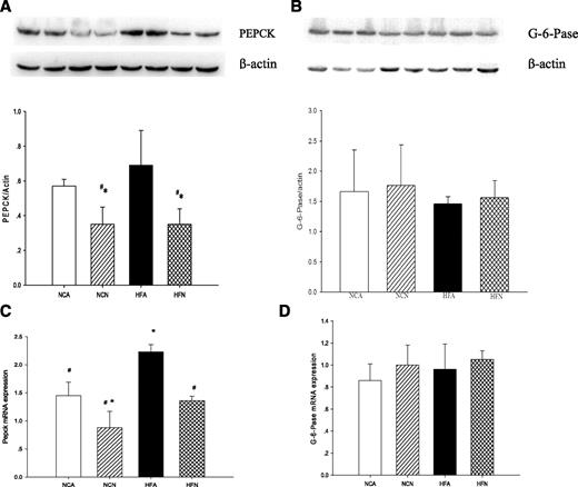 FIG. 4. The mRNA and protein expressions of PEPCK and G-6-Pase in the liver. Hepatic tissues were collected from four treatment groups—NCA, NCN, HFA, and HFN rats—and then immunoblotting or quantitative real-time PCR was performed as described in Research Design and Methods. A: PEPCK protein abundance. B: G-6-Pase protein abundance. C: PEPCK mRNA expression. D: G-6-Pase mRNA expression. The graphs show the means ± SE from five independent experiments. The mRNA expression differences were normalized to a standard housekeeping mRNA level; data are presented as the relative expression. *P < 0.05 vs. ICV ACF-infused rats (NCA), #P < 0.05 vs. HFD-fed rats (HFA).