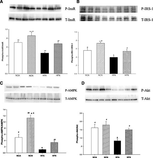 FIG. 5. Effect of ICV nesfatin-1 on liver insulin signaling pathway. Four treatment groups were studied: NCA, NCN, HFA, and HFN. Central nesfatin-1 administration markedly increased liver InsR (A), IRS-1 (B), AMPK (C), and Akt (D) phosphorylation in both SD- and HFD-fed rats. Ratio of phosphorylated vs. total protein was calculated and is shown as means ± SE (n = 5). *P < 0.05, **P < 0.01 vs. ICV ACF-infused rats (NCA), #P < 0.05, ##P < 0.01 vs. HFD-fed rats (HFA).